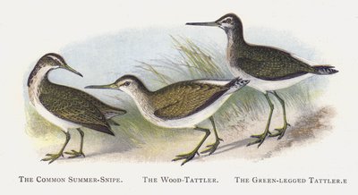 Almindelig Sommerbekkasin, Skovsnurren, Grønbenet-tatleren af Alexander Francis Lydon