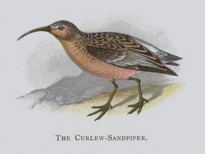 Krølle-sandpiperen af Alexander Francis Lydon
