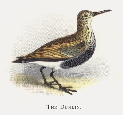 Dunlin af Alexander Francis Lydon