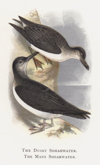 The Dusky Shearwater, The Manx Shearwater af Alexander Francis Lydon