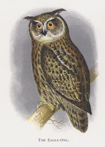 Ørneuglen af Alexander Francis Lydon