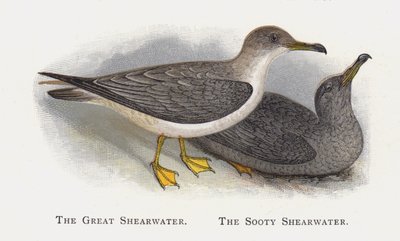 The Great Shearwater, The Sooty Shearwater af Alexander Francis Lydon