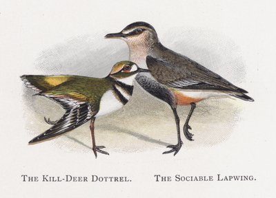 The Killdeer Dotterel, den selskabelige vibe af Alexander Francis Lydon