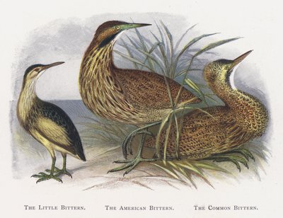 The Little Bittern, The American Bittern, The Common Bittern af Alexander Francis Lydon