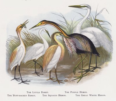 Den lille hejre, den lilla hejre, den brunryggede hejre, den squacco hejre, den store hvide hejre af Alexander Francis Lydon