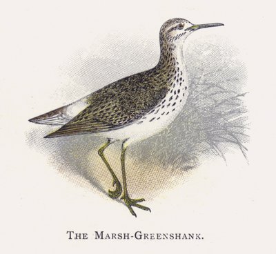 Marsh-Greenshank af Alexander Francis Lydon
