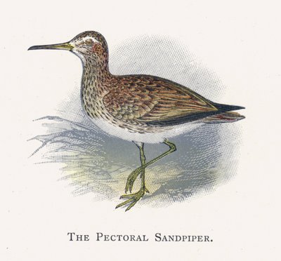Pectoral Sandpiper af Alexander Francis Lydon