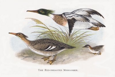 Den rødbrystede marganser af Alexander Francis Lydon