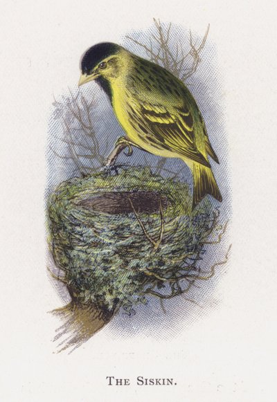 Siskinen af Alexander Francis Lydon