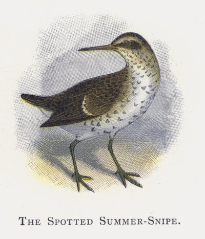 Den plettede sommersnipe af Alexander Francis Lydon