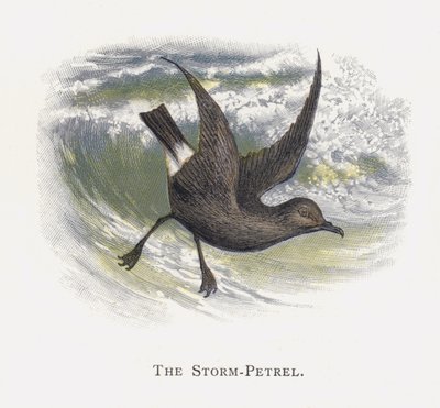 Storm-svalen af Alexander Francis Lydon