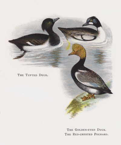 Tuftet And, Guldøjet And, Rød-crested Pochard af Alexander Francis Lydon
