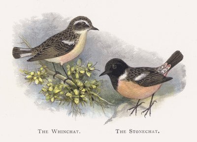 The Whinchat, The Stonechat af Alexander Francis Lydon