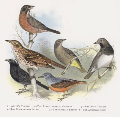 Hviddrossel, Sortstrubet Ouzelze, Klippedrossel, Guldventileret Bulbul, Sibirisk Drossel, Den amerikanske Robin af Alexander Francis Lydon