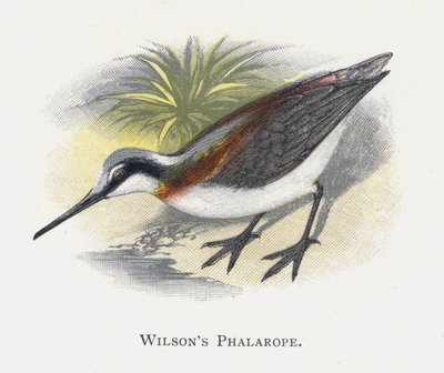Wilsons Phalarope af Alexander Francis Lydon