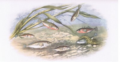 Sticklebacks, Nature in Britain udgivet af Collins, 1946 af Alexander Francis after Lydon