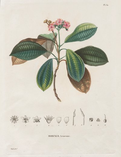 Rejse til jævndøgnsregionerne på det nye kontinent, lavet i årene 1709 til 1804: Monografi af Melastomaceae: nr. 54 af Alexander, Freiherr von Humboldt