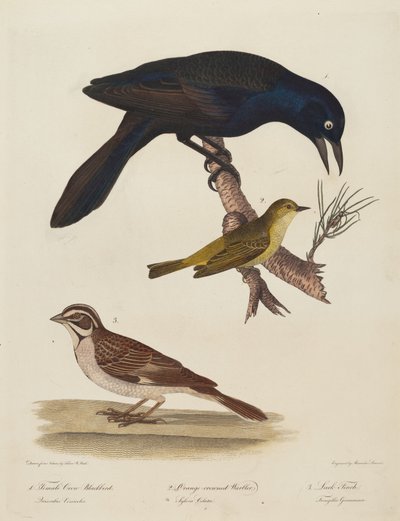 Hunkrage Solsort, Orange-kronet Sanger, Lærkefinke. af Alexander Lawson