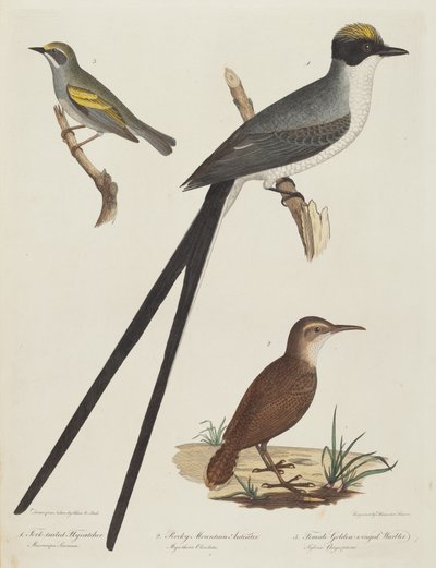 Gaffelhalefluesnapper, Rocky Mountain-myresluger og guldvinget hunsanger. af Alexander Lawson