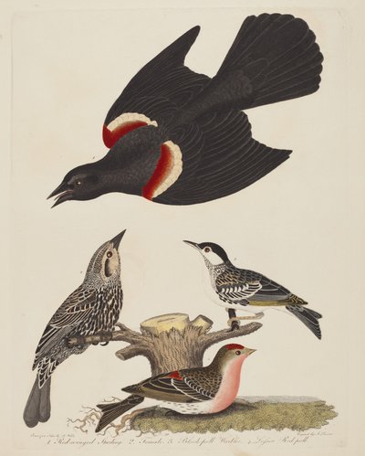 Rødvinget stær, hunrødvinget stær, sortsanger og lille..., pub.1808-1814. af Alexander Lawson