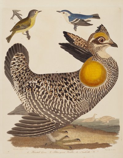 Pinnated Grous, Blue-green Warbler og Nashville Warbler af Alexander Lawson after Alexander Wilson
