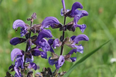 Vildblomst af Alexandra Joseph