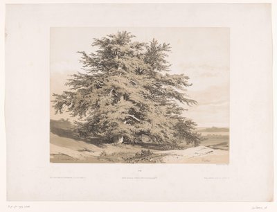 Landskab med cedertræer Cedres (titel på objekt) af Alexandre Calame