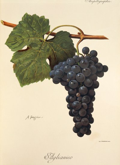 Aglianico drue af A. Kreyder af Alexis Kreyder