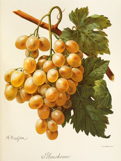 Amokrane drue af A. Kreyder af Alexis Kreyder