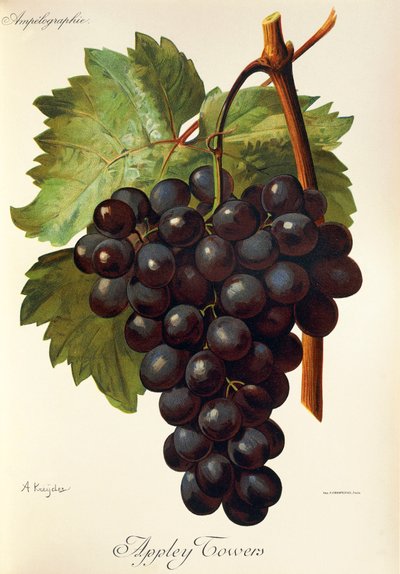 Appley Towers drue. Illustration af A. Kreyder., Pessione, fra Traite General de Viticulture. Ampelografi af Alexis Kreyder