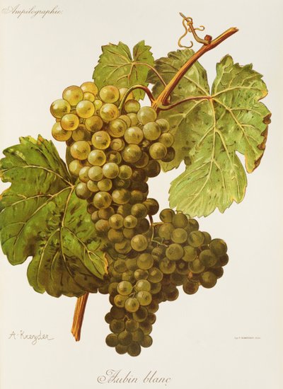 Aubin Blanc drue af A. Kreyder af Alexis Kreyder