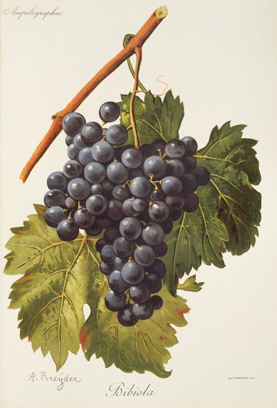 Bibiola drue af A. Kreyder af Alexis Kreyder