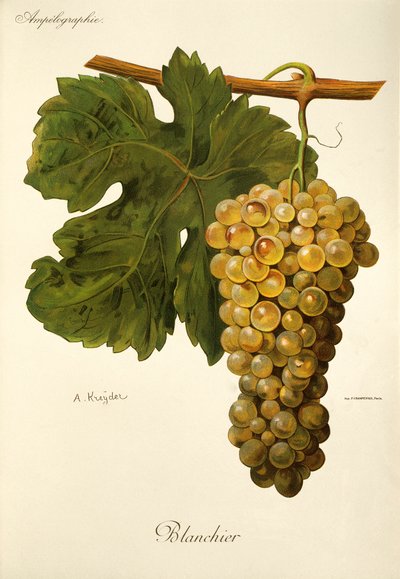 Blanchier drue af A. Kreyder af Alexis Kreyder