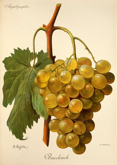 Buccleuch drue af A. Kreyder af Alexis Kreyder