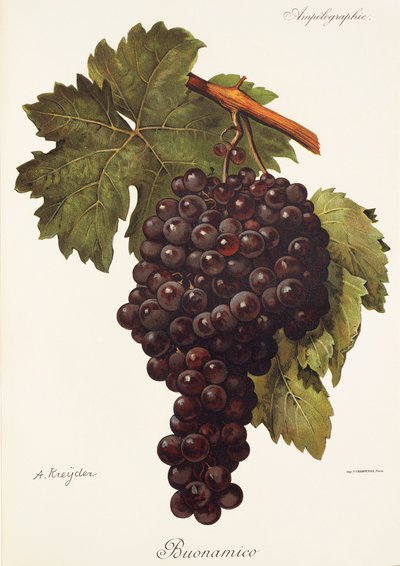 Buonamico drue af A. Kreyder af Alexis Kreyder