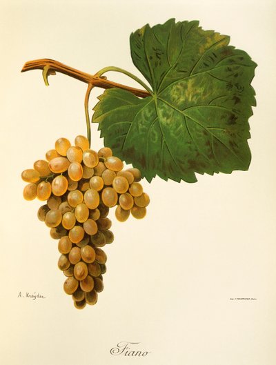 Catarratto drue af A. Kreyder af Alexis Kreyder