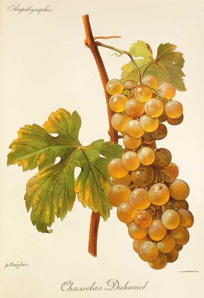 Chasselas Duhamel drue af A. Kreyder af Alexis Kreyder