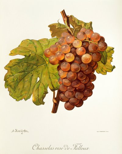 Chasselas Rose de Falloux drue af A. Kreyder af Alexis Kreyder