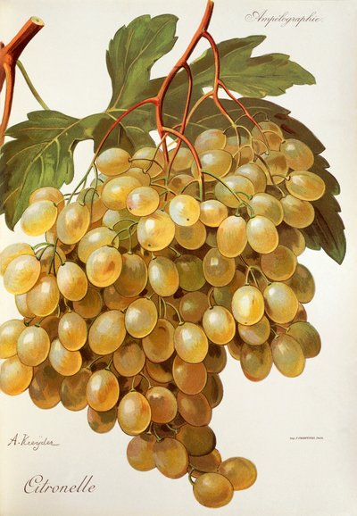 Citronelle drue af A. Kreyder af Alexis Kreyder