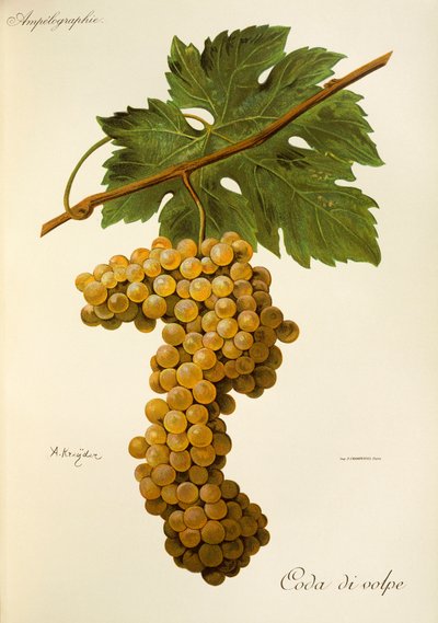 Coda di Volpe drue af A. Kreyder af Alexis Kreyder