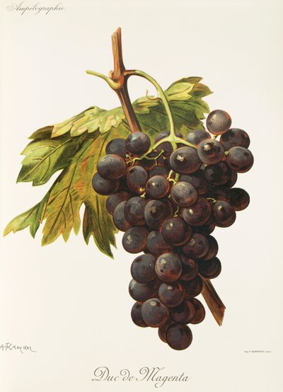 Duc de Magenta drue af A. Kreyder af Alexis Kreyder