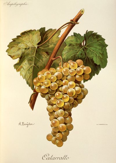 Fiano drue af A. Kreyder af Alexis Kreyder