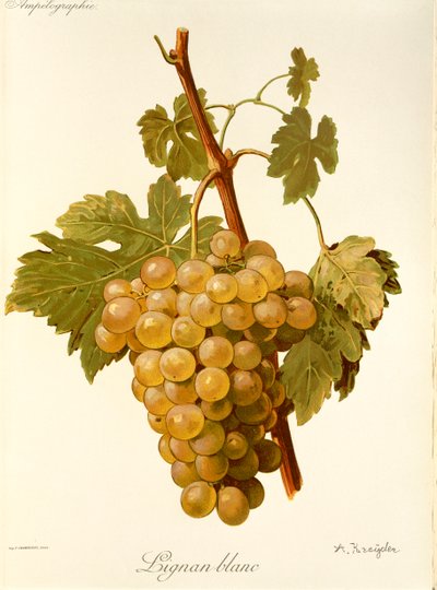 Lignan Blanc drue af A. Kreyder af Alexis Kreyder