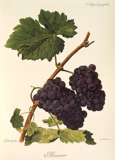 Meunier drue af A. Kreyder af Alexis Kreyder