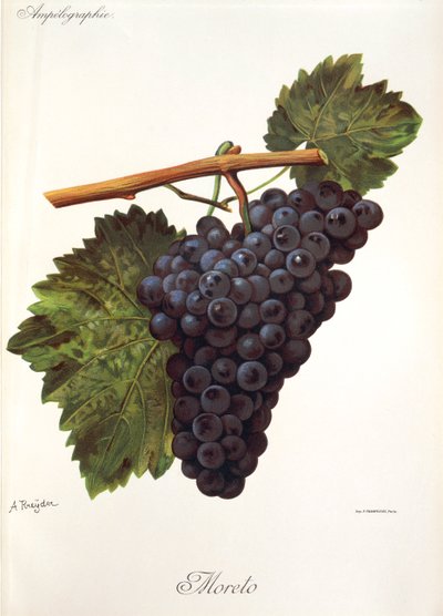 Moreto-drue af A. Kreyder af Alexis Kreyder