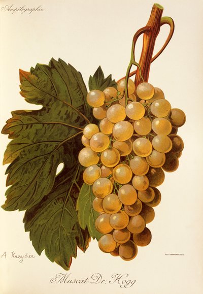 Muscat Dr. Hogg drue af A. Kreyder af Alexis Kreyder