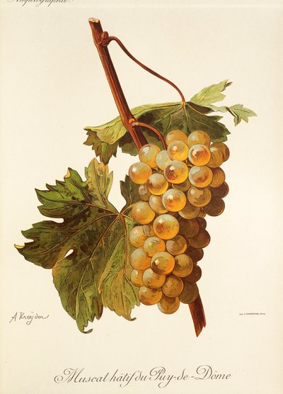 Muscat Hatif du Puy-de-Dome drue af A. Kreyder af Alexis Kreyder