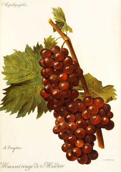 Muscat Rouge de Madere drue af A. Kreyder af Alexis Kreyder