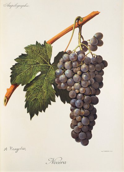 Nocera drue af A. Kreyder af Alexis Kreyder