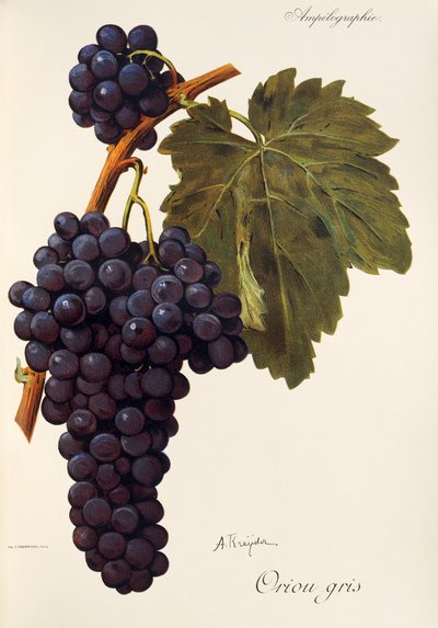 Oriou Gris drue af A. Kreiter af Alexis Kreyder